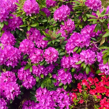 fleurs